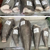 Patagonian Toothfish (Dissostichus Mawsonni) Exporters, Wholesaler & Manufacturer | Globaltradeplaza.com