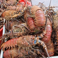 Red Spiny Lobster (Panulirus Penicillatus) Exporters, Wholesaler & Manufacturer | Globaltradeplaza.com