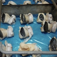 Pacific Crown Conch (Melongena Patula) Exporters, Wholesaler & Manufacturer | Globaltradeplaza.com
