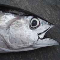 Big Eye Tuna (Thunnus Obesus ) Exporters, Wholesaler & Manufacturer | Globaltradeplaza.com