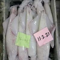 Loligo Squid Exporters, Wholesaler & Manufacturer | Globaltradeplaza.com