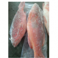 Frozen Fish Exporters, Wholesaler & Manufacturer | Globaltradeplaza.com