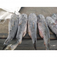 resources of Frozen Fish exporters