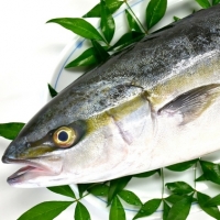 Yellowtail Fish Exporters, Wholesaler & Manufacturer | Globaltradeplaza.com