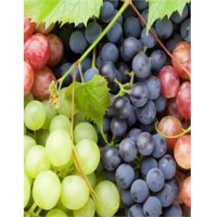 resources of Grapes exporters