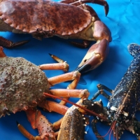 Brown Crab (Cancer Pagurus) "msc" Exporters, Wholesaler & Manufacturer | Globaltradeplaza.com