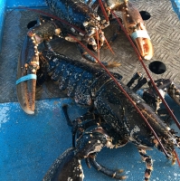 European Blue Lobster "msc" Exporters, Wholesaler & Manufacturer | Globaltradeplaza.com