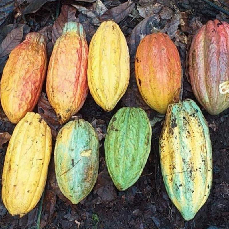 Cacao Premium Exporters, Wholesaler & Manufacturer | Globaltradeplaza.com