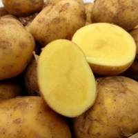 Nagasaki Kogane (Potato) Exporters, Wholesaler & Manufacturer | Globaltradeplaza.com