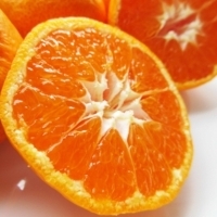 Shio Mikan ( Mandarin Orange) Exporters, Wholesaler & Manufacturer | Globaltradeplaza.com