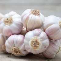 resources of Garlic exporters