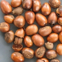 resources of Shea Nuts exporters