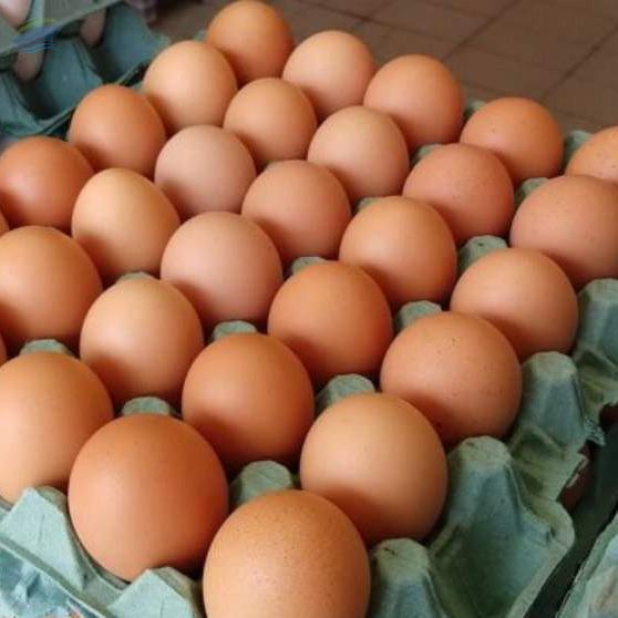 Eggs Exporters, Wholesaler & Manufacturer | Globaltradeplaza.com