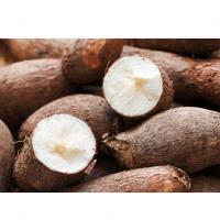 Cassava (Manihot Esculenta) Exporters, Wholesaler & Manufacturer | Globaltradeplaza.com