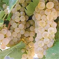 White Grape Juice Concentrate Exporters, Wholesaler & Manufacturer | Globaltradeplaza.com