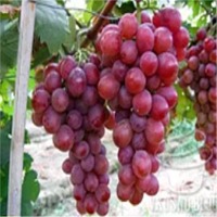 resources of Red Grape Juice Concentrate exporters