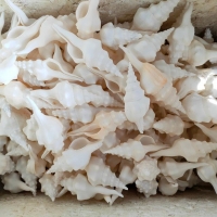 resources of Natural Seashells exporters