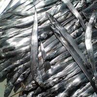 resources of Frozen Ribbon Fish Wr exporters