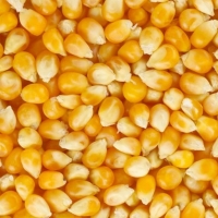 resources of Feed Corn exporters