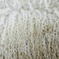 Sheep Wool Exporters, Wholesaler & Manufacturer | Globaltradeplaza.com