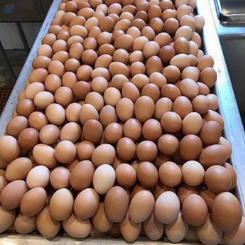 Fresh Chicken Eggs Exporters, Wholesaler & Manufacturer | Globaltradeplaza.com