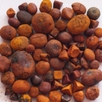 resources of Ox Cattle Gallstones exporters