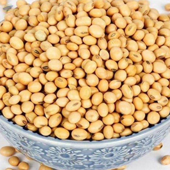 Non Gmo Soybeans/soybeans exporter and supplier from India