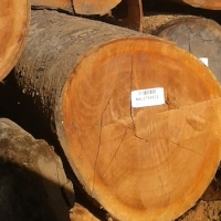 Tropical Round Logs Exporters, Wholesaler & Manufacturer | Globaltradeplaza.com