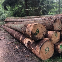 Spruce Logs Exporters, Wholesaler & Manufacturer | Globaltradeplaza.com