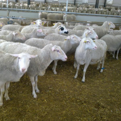 resources of Merino, Assaf, Dorper, Romanov Sheep and Lambs exporters