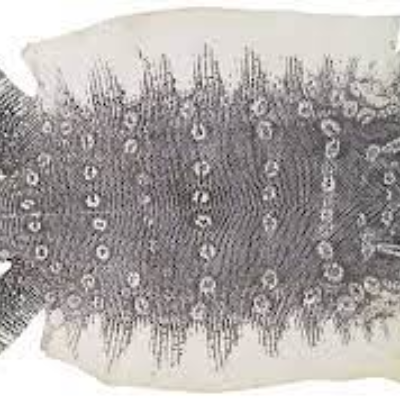 Lizard Leather Exporters, Wholesaler & Manufacturer | Globaltradeplaza.com