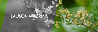 company-banner