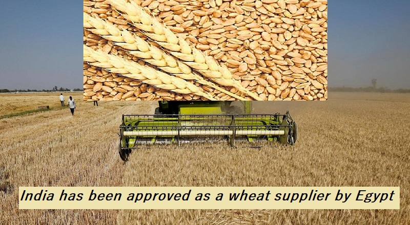Egypt approves India as a Wheat supplier