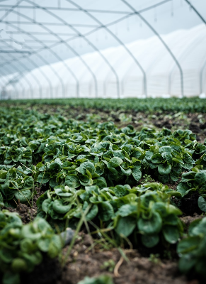 Agriculture Nets Exporters, Wholesaler & Manufacturer | eximnext.com