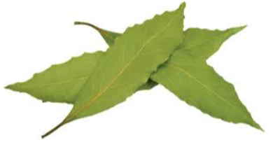 Bay Leaf Exporters, Wholesaler & Manufacturer | eximnext.com