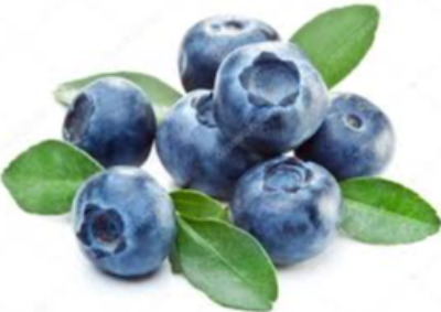 Blueberry Exporters, Wholesaler & Manufacturer | eximnext.com
