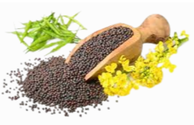 Canola Seeds Exporters, Wholesaler & Manufacturer | eximnext.com