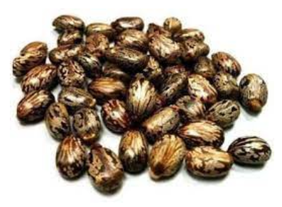Castor Seeds Exporters, Wholesaler & Manufacturer | eximnext.com