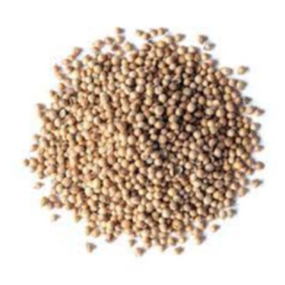 Coriander Seeds Exporters, Wholesaler & Manufacturer | eximnext.com