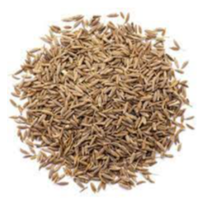 Cumin Seeds Exporters, Wholesaler & Manufacturer | eximnext.com