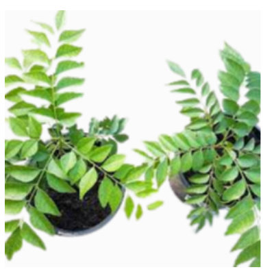 Curry Leaves Exporters, Wholesaler & Manufacturer | eximnext.com