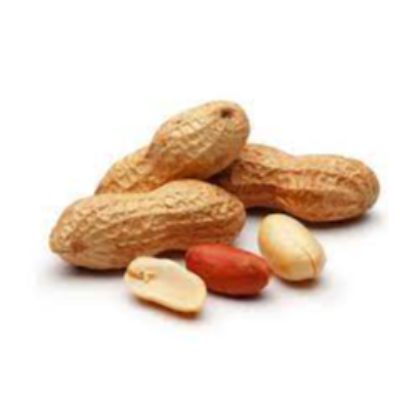 Groundnuts Exporters, Wholesaler & Manufacturer | eximnext.com