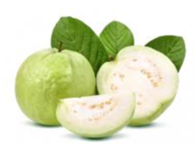 Guava Exporters, Wholesaler & Manufacturer | eximnext.com