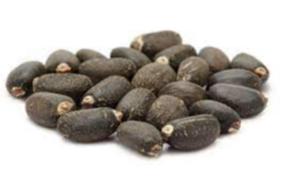Jatropha Seed Exporters, Wholesaler & Manufacturer | eximnext.com