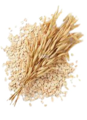 Oat Exporters, Wholesaler & Manufacturer | eximnext.com