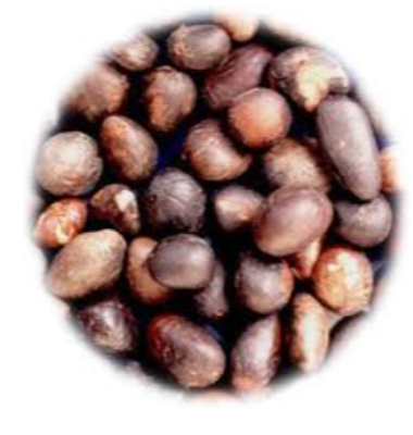 Palm Kernel Exporters, Wholesaler & Manufacturer | eximnext.com