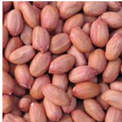 Peanut Kernel Exporters, Wholesaler & Manufacturer | eximnext.com