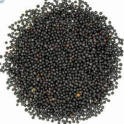 Rape Seed Exporters, Wholesaler & Manufacturer | eximnext.com