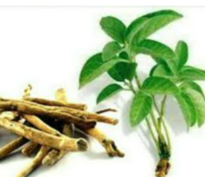 Ashwagandha Exporters, Wholesaler & Manufacturer | eximnext.com