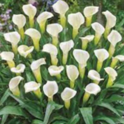 Calla Lily Flower Bulbs Exporters, Wholesaler & Manufacturer | eximnext.com